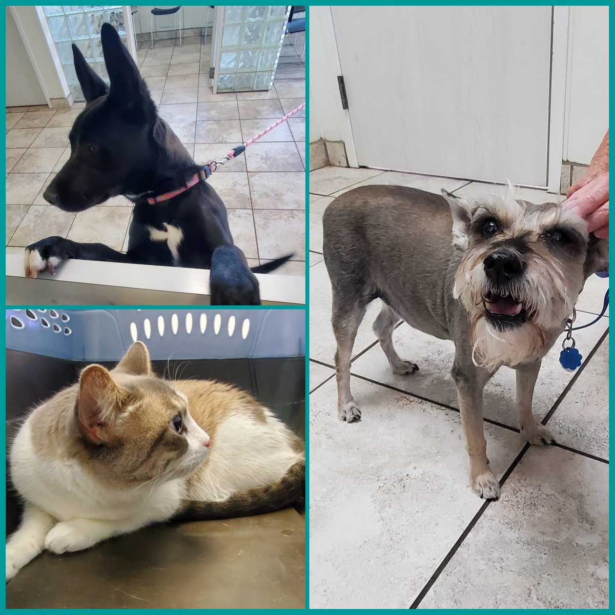 AcresVet's tweet photo. Some of our #petpatients this week #smallanimalvet #lubbocktx #petwellness #hubcity #veterinarycare https://t.co/L4RkJm4MUa