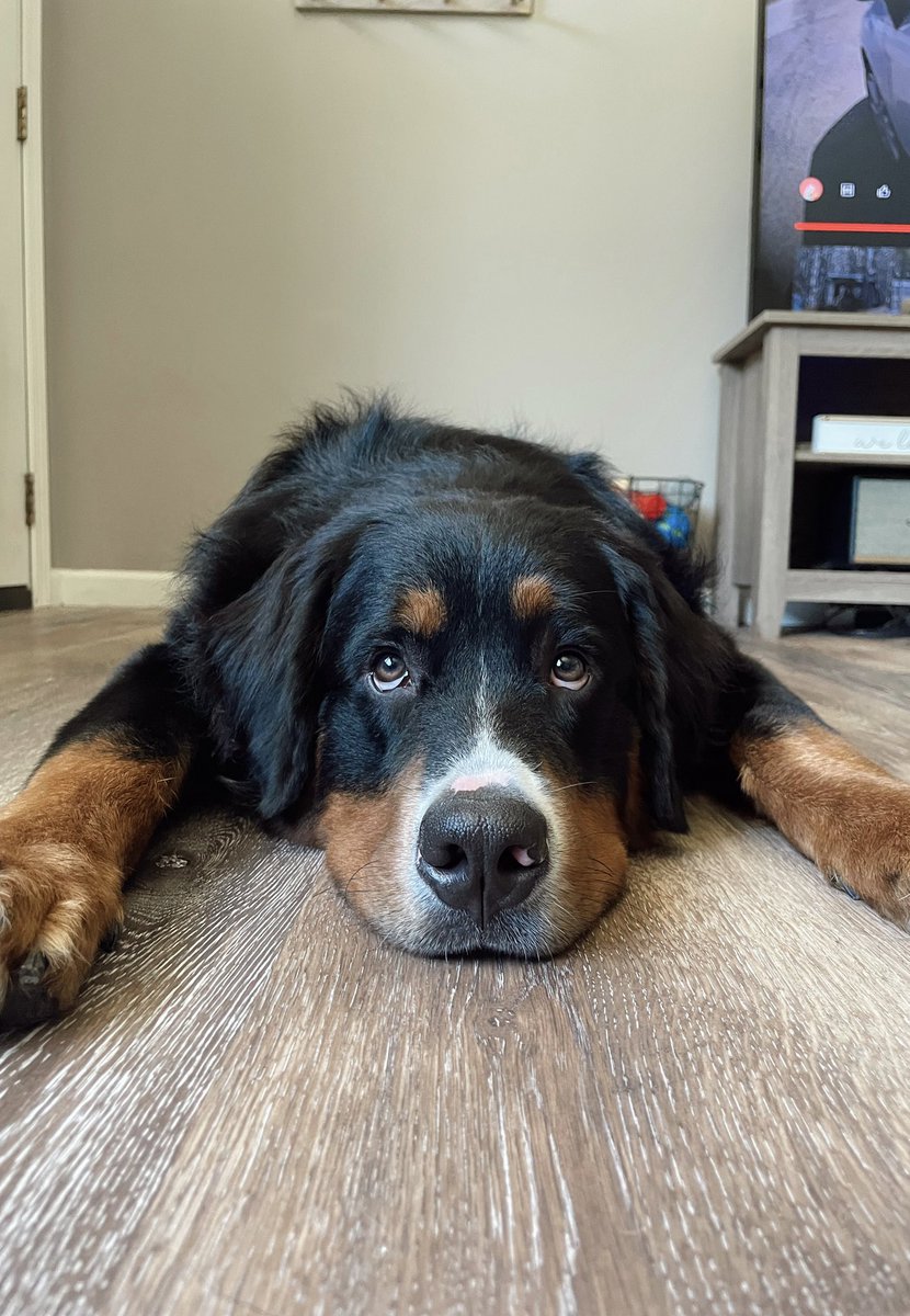 michaela_maus's tweet photo. @dog_rates https://t.co/XfWc7c5DWN