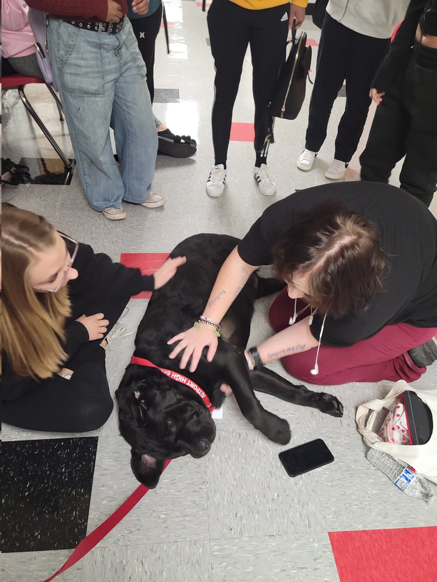 Odin gets to lie down on the job! Therapy dog at work at Keyport High School!  <a href="/KeyportSchools/">Keyport Schools</a>
