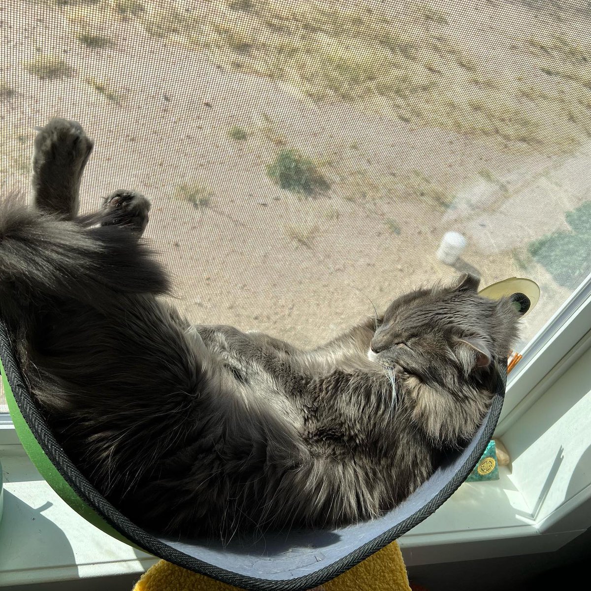 afkatm's tweet photo. Life goal: be able to be as relaxed as my cat. 

#lifegoals #cat #catsofinstagram #relaxing #relaxingcat #nappingcat https://t.co/QswQyaWZjA