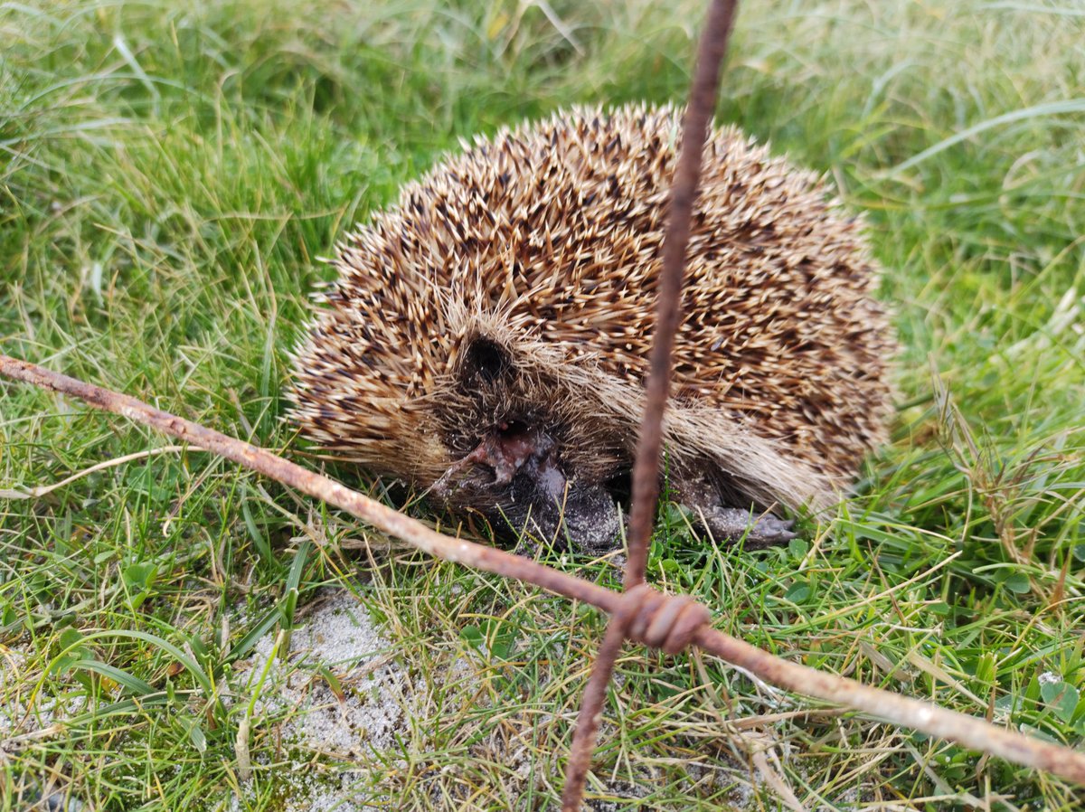 NorfolkBea's tweet photo. Absolutely gobsmacked by the amount of #ghostgear &amp; other crap on the beach between #Noster &amp; #Howar on #NorthRonaldsay just a stone's throw away from @NRonBirdObs 
Also spotted 2 dead #hedgehogs &amp; one gull corpse with metal ring (reported).
Feeling quite disheartened.☹️ https://t.co/xAx011xt4p