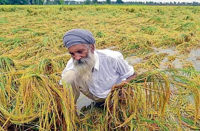 punjabkesari's tweet photo. किसानों को जल्द मिलेगा बरसात से खराब हुई फसलों का मुआवजा, डिप्टी सीएम ने दी जानकारी
https://t.co/ANGTuLvprD
#haryanahindinews #heavyrain #destroyedcrops #compensation #deputycm #dushyantchautala https://t.co/ckkBhafZQq