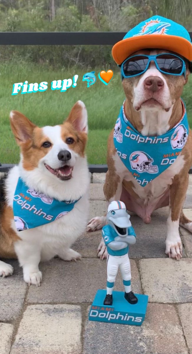 edolfan1's tweet photo. We’re ready for the game tonight!#FinsUp #MiamiDolphins #CorgiLover #Pitbull https://t.co/C5bkURopSb