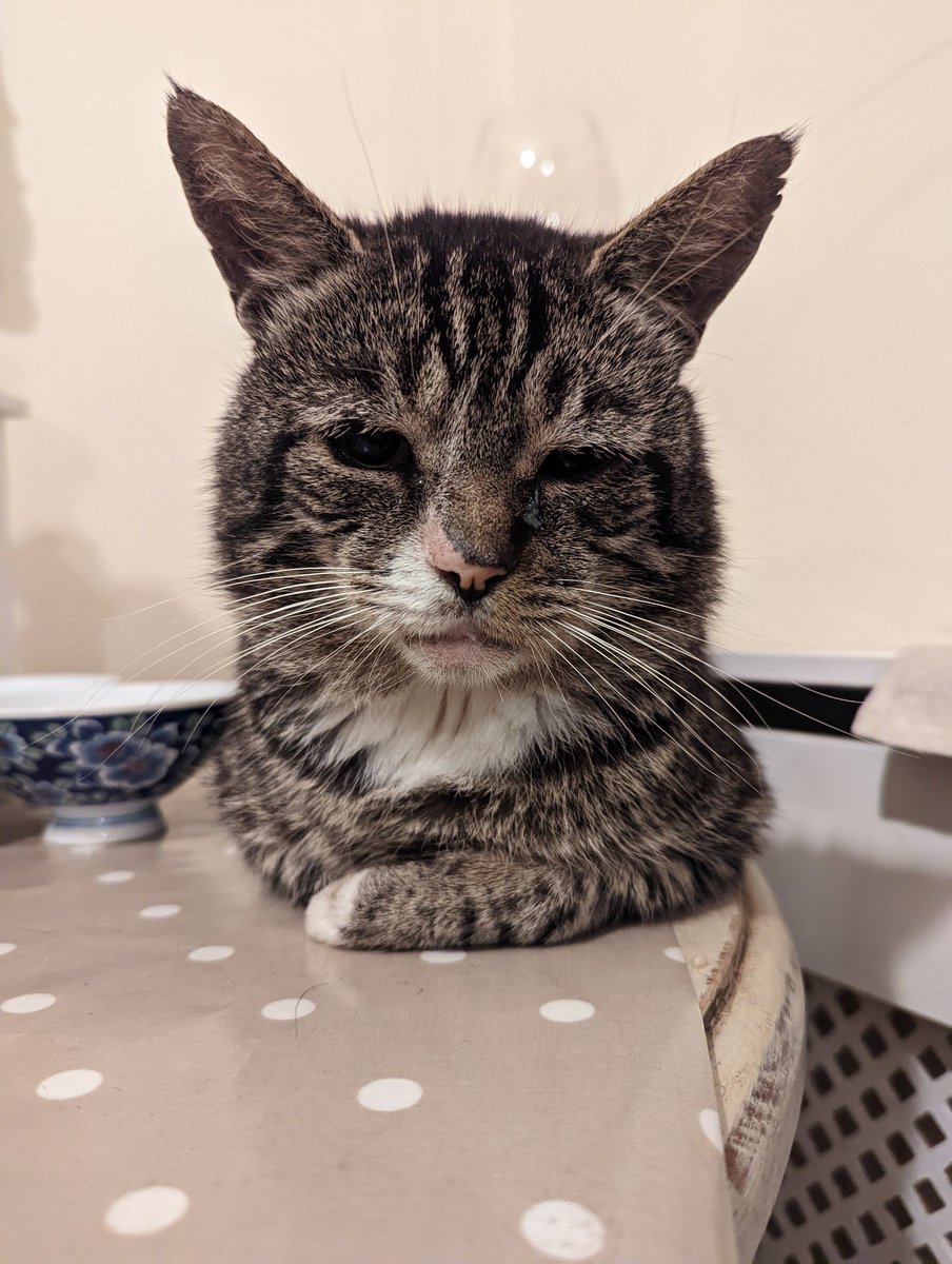 DieselthecatL9's tweet image. Name suggestions please !!  me and my neighbour feeds a stray we call him sad cat 🧐 he's a lovely bit too timid to approach but we are taking it slow