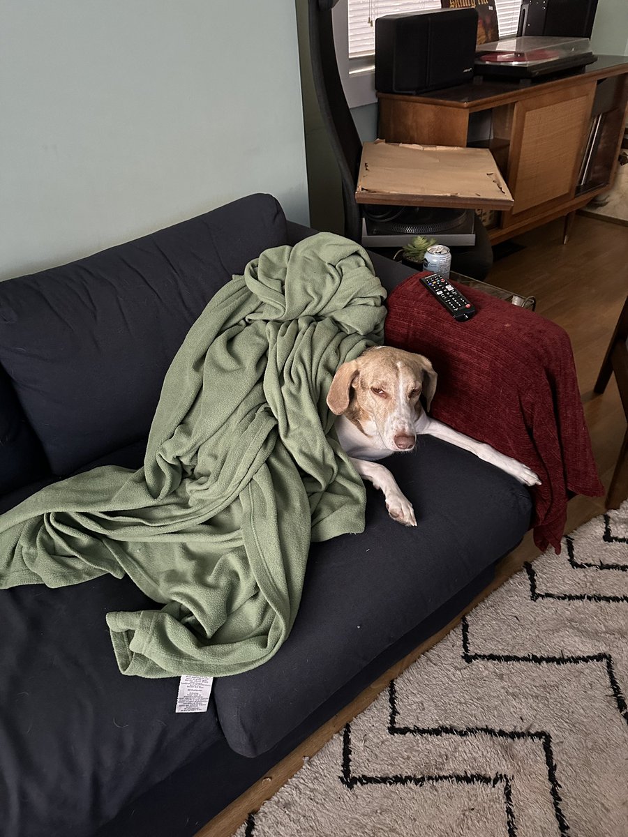 Who’s all looking forward to our new album Pleaser which drops on Saturday? I know this good boy Teddy is!