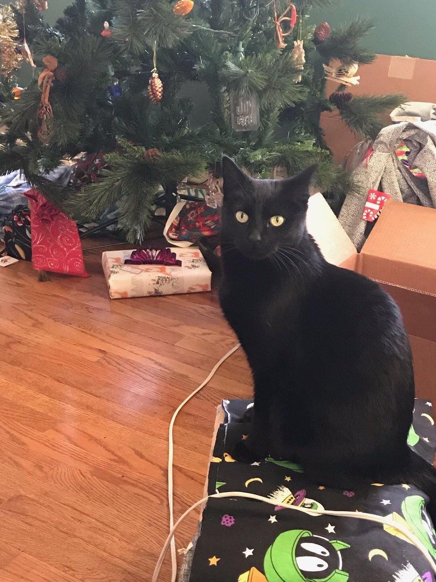 gemcitykittys's tweet photo. GemCityKitty’s story pt 7: I eased into my new adopted fam just in time 4 Christmas. A tree inside w/ colored lights & shiny balls 🪩? Oddly, I wasn’t intrigued. But underneath was a bag w/ribbons, tag w/ my name 💎, and a great smell: TREATS! #CatsOfTwitter #CatsOfWyoming https://t.co/pOrkD3i7mM