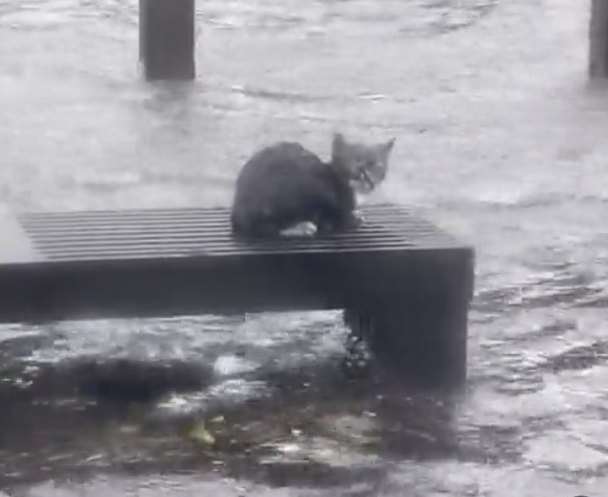 vegryn's tweet photo. @twtrp8d @Arya7473 ☹️ multiple sources have said that the kitten drowned, he just said the kitten ‘swam off’ to try to save face. 
Plus, many of his coworkers posted about being able to go outside — he just chose not to, as you can see by his clean suit and shoes in the picture he posted afterwards https://t.co/SNraUmBPGM