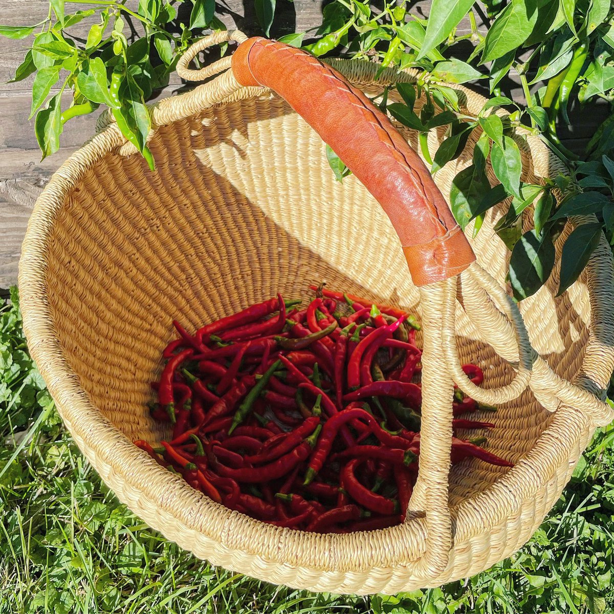 KLimeit's tweet photo. Pepper-picking party and health saga update. Please share if you love me and/or peppers. https://t.co/jEeukjmz99 #GoFundMe https://t.co/BKssTTAQlc