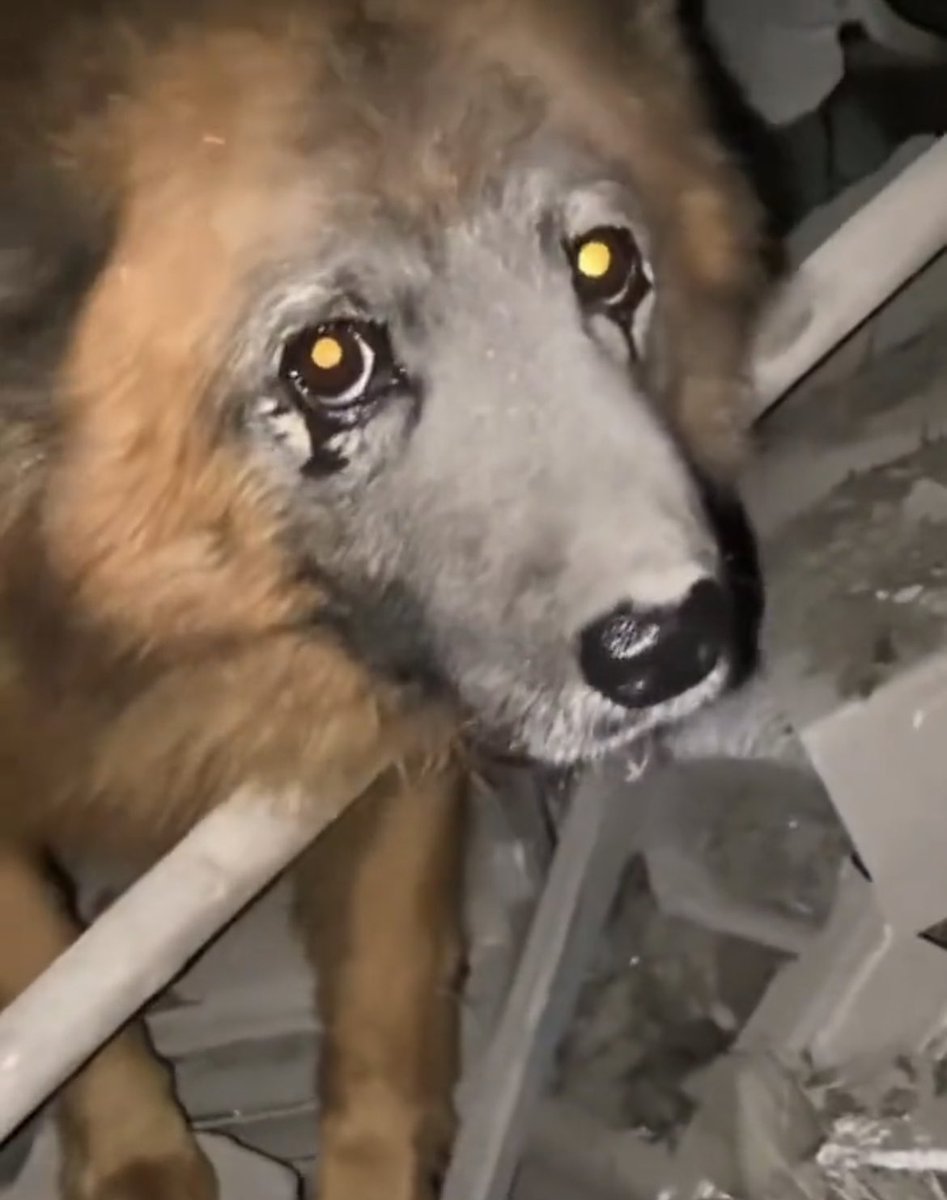 LxF77's tweet photo. Putin has so masterfully handled the optics on the war *he is directly running* now a shell shocked crying dog in Dnipro will become a symbol of his war of violent expansion. https://t.co/tiEuvWKZPV