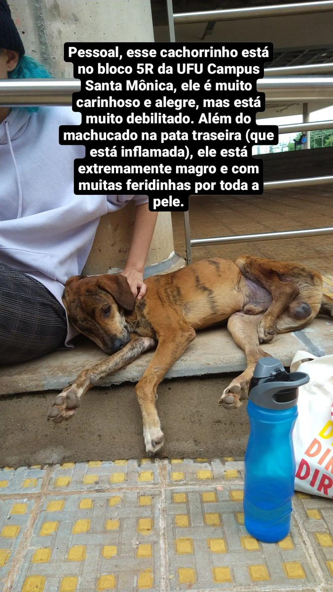 caraidudx's tweet photo. oi, galera! Dando atualizações, Tobias, o nosso cachorRInho vai precisar amputar a sua perninha para evitar uma infecção generalizada. Não há internação no hospital da faculdade, por isso vamos precisar ou de algum voluntário de lar voluntário ou doações para pagarmos o hotel. https://t.co/TVwk5nw7Wz