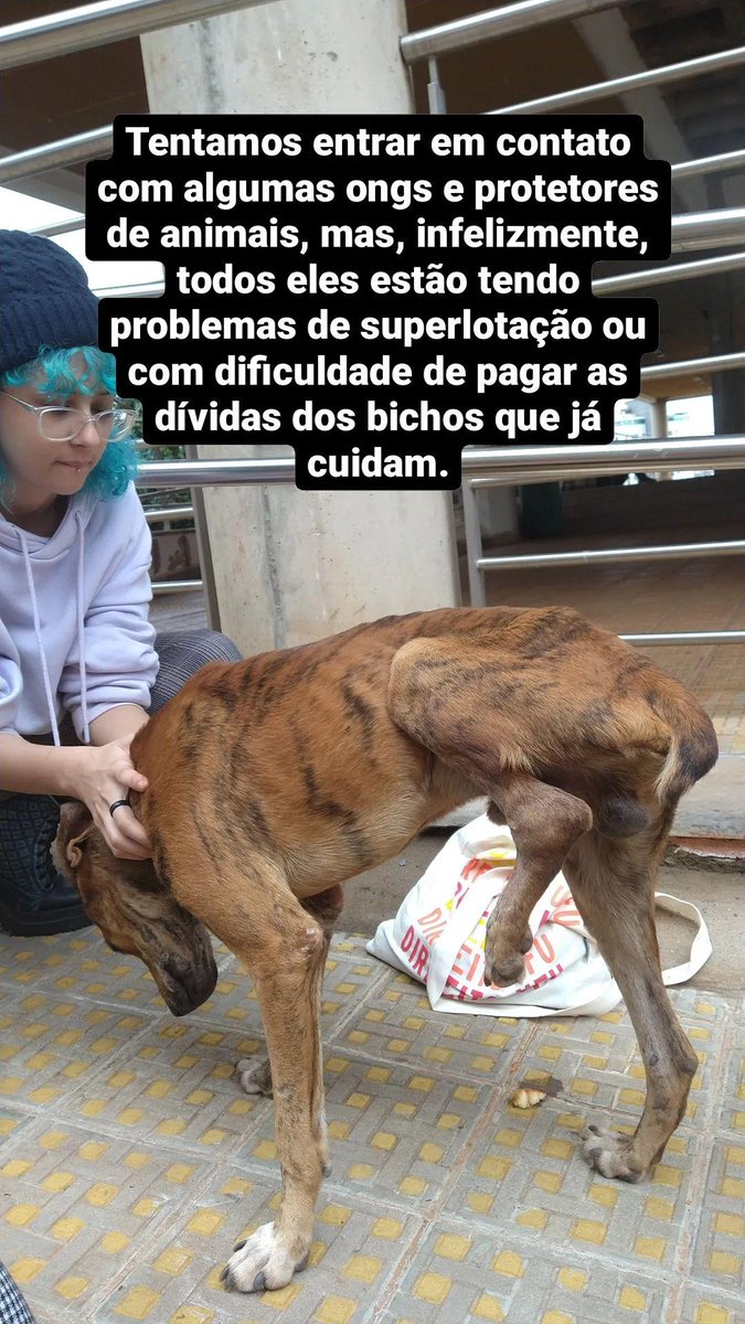 caraidudx's tweet photo. oi, galera! Dando atualizações, Tobias, o nosso cachorRInho vai precisar amputar a sua perninha para evitar uma infecção generalizada. Não há internação no hospital da faculdade, por isso vamos precisar ou de algum voluntário de lar voluntário ou doações para pagarmos o hotel. https://t.co/TVwk5nw7Wz