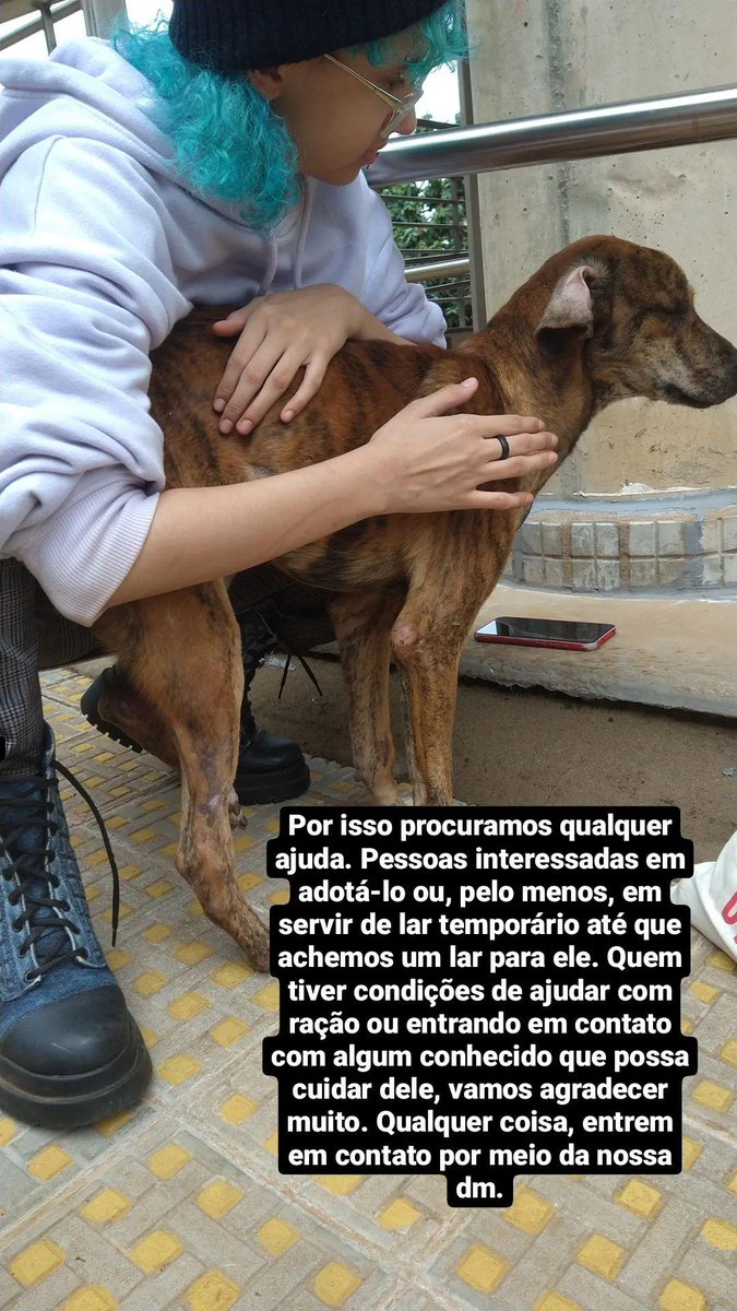 caraidudx's tweet photo. oi, galera! Dando atualizações, Tobias, o nosso cachorRInho vai precisar amputar a sua perninha para evitar uma infecção generalizada. Não há internação no hospital da faculdade, por isso vamos precisar ou de algum voluntário de lar voluntário ou doações para pagarmos o hotel. https://t.co/TVwk5nw7Wz