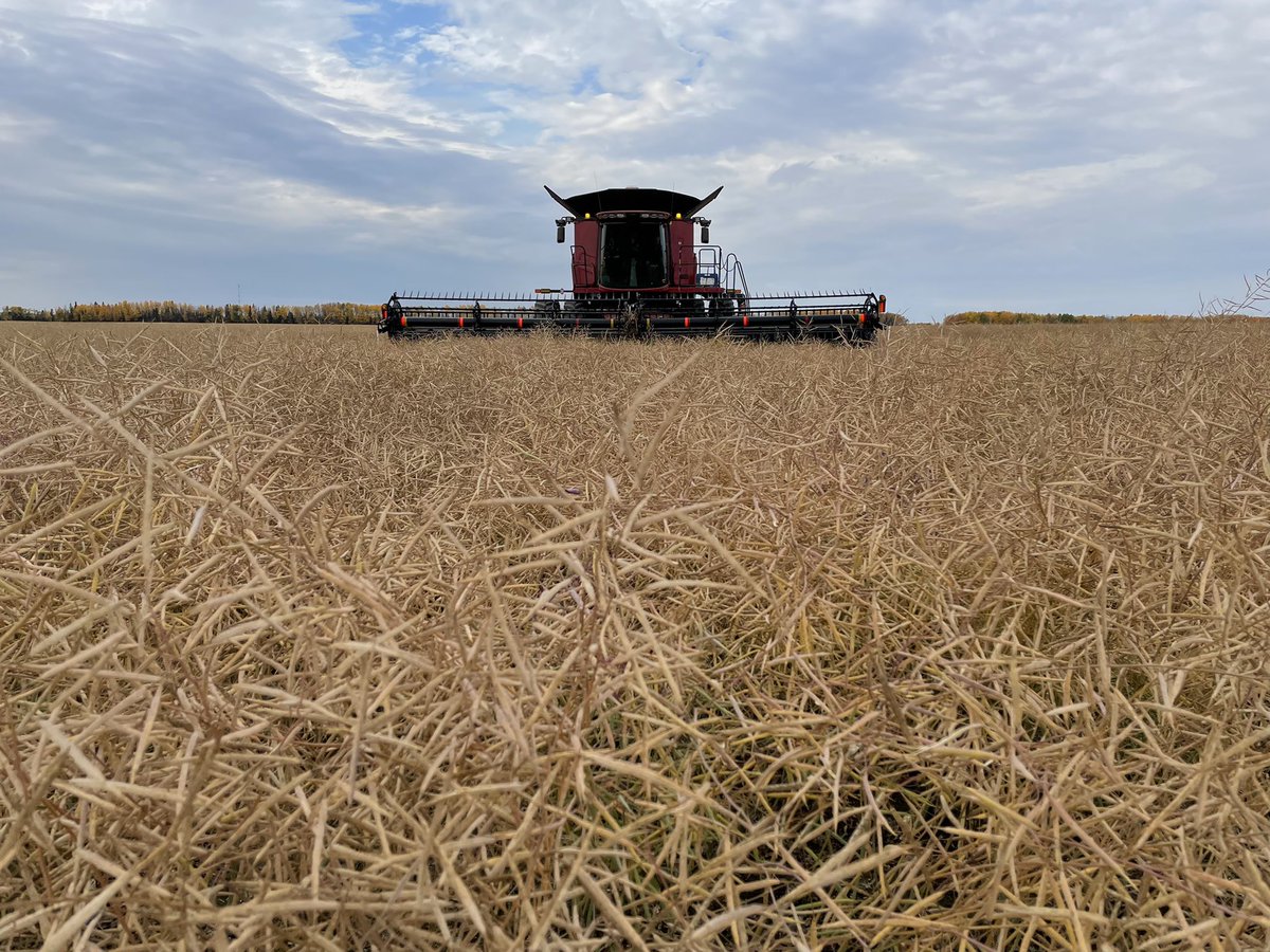 BartlettNatt's tweet photo. @HawkviewAg Is combining our canola fungicide plot with #proline and #prolinegold today! โ๏ธItโs always sunny in Hawkhills @Bayer4CropsCA @jscottfriesen12 @PeaceTeamBCS https://t.co/PoQkzbbL4X