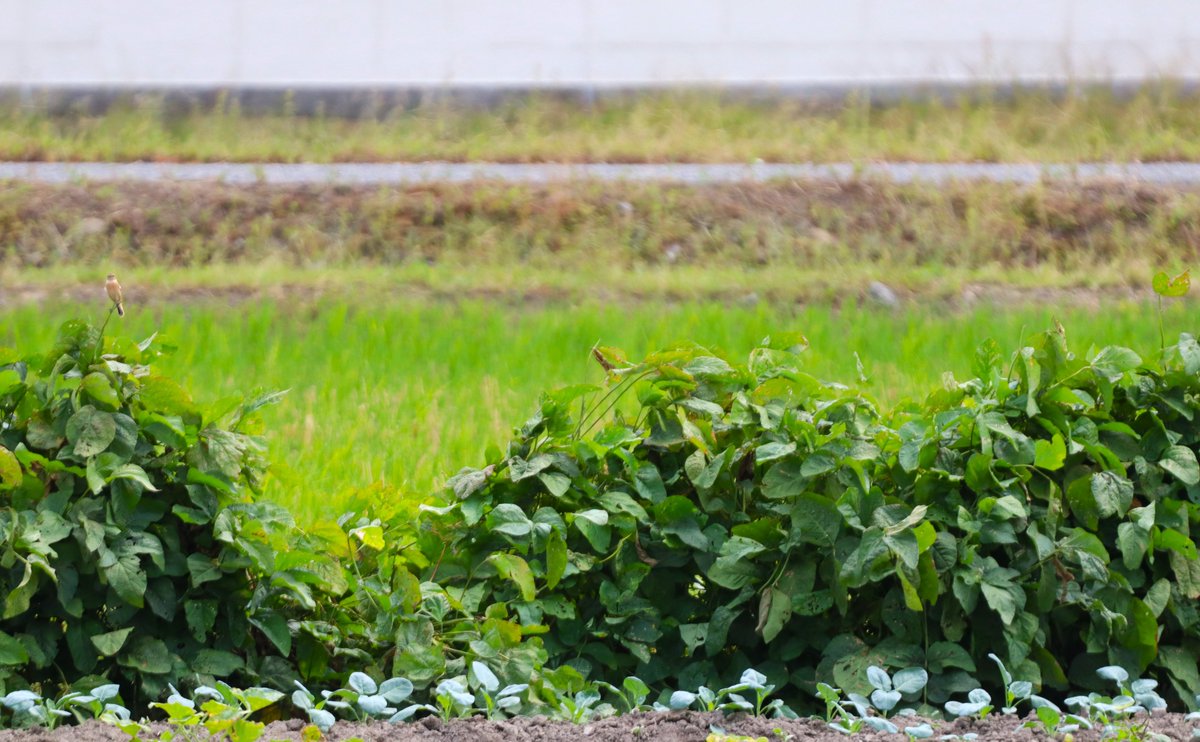 4秒以内にノビタキを見つけたら、リツイート！！

#日本野鳥の会ひょうご