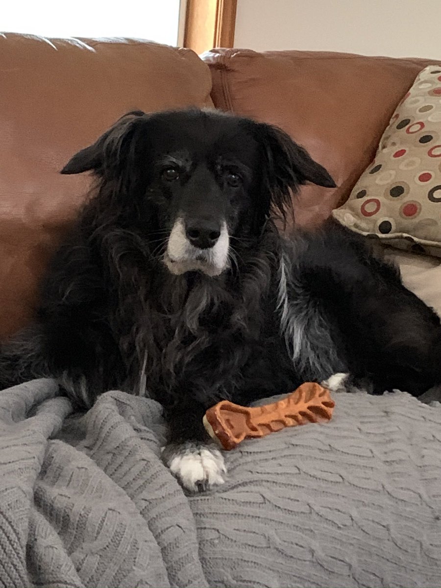 helenel's tweet photo. Today is the 4 year anniversary of gotcha day for the sweetest Senior Dog- Angel. We were blessed to have 3 years w/her before she passed. #SeniorDogs 🌈🐾💔 https://t.co/iKOZXMPjsv