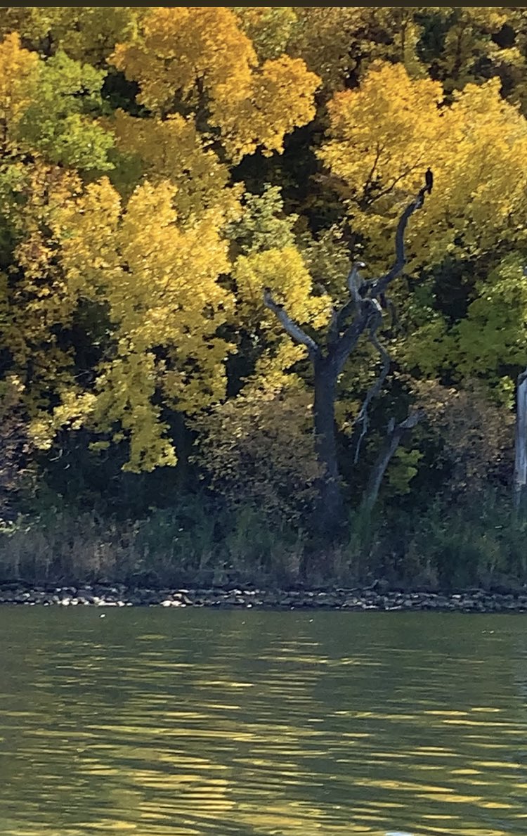 regina_grandma's tweet photo. Eagle on a tree as a send off for our final fishing day of the season at Pasqua Lake, SK today. Beautiful weather but fish arenโt biting. #SaskParksandRec #PasquaLake #EchoLakeProvincialPark https://t.co/FuPsY77MD8