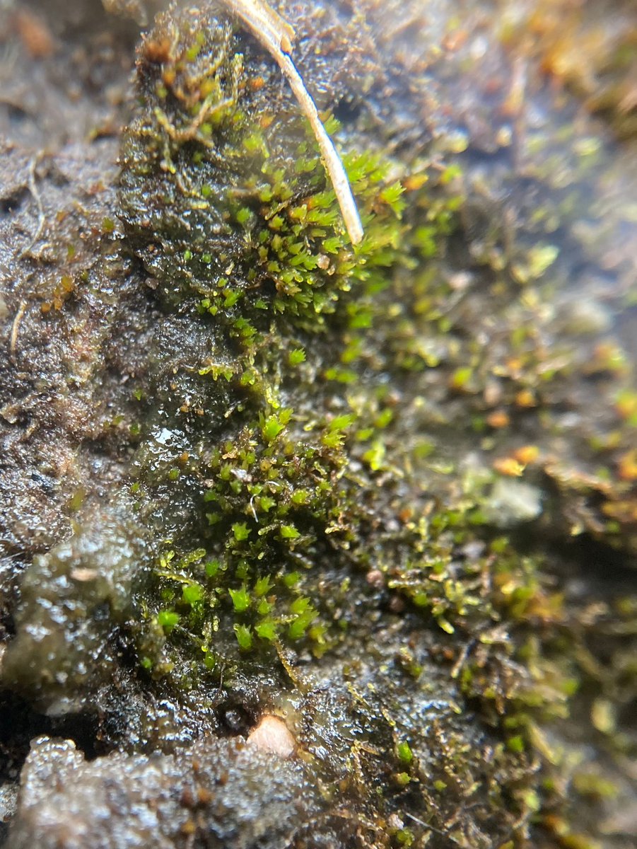 Creating a bit of a disturbance in Allihies! This @npwsBioData micro-conservation project is to benefit one of the world's rarest species. Cornish Path Moss (Ditrichum cornubicum) is found only at Allihies copper mines & two mines in Cornwall: newbig5.com/critically-end… #bryophytes