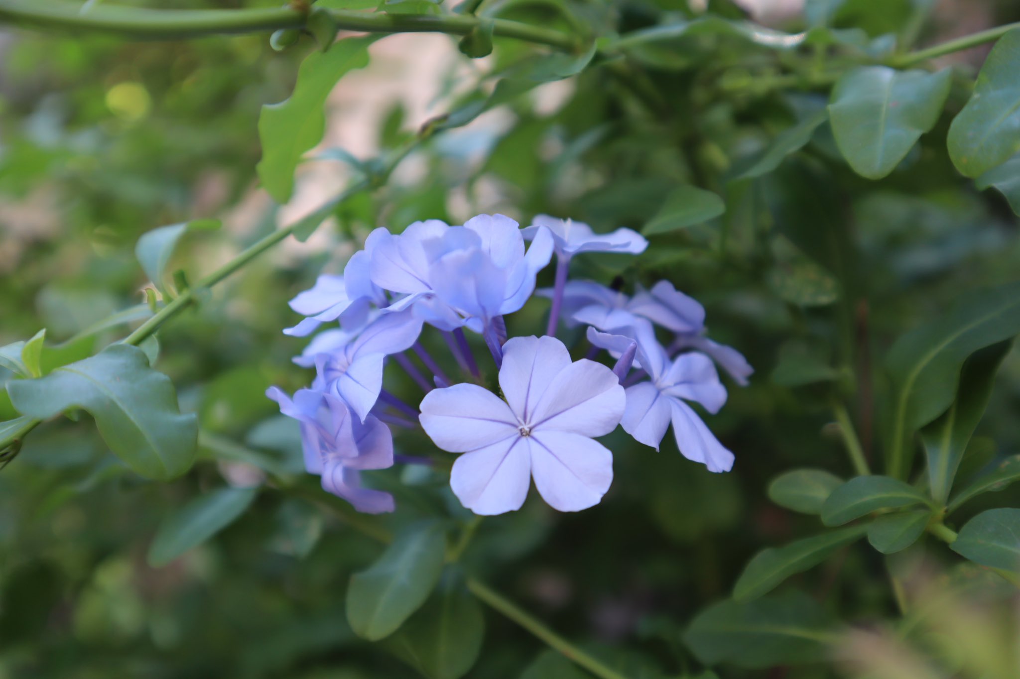 瑠璃茉莉 Twitter Search Twitter