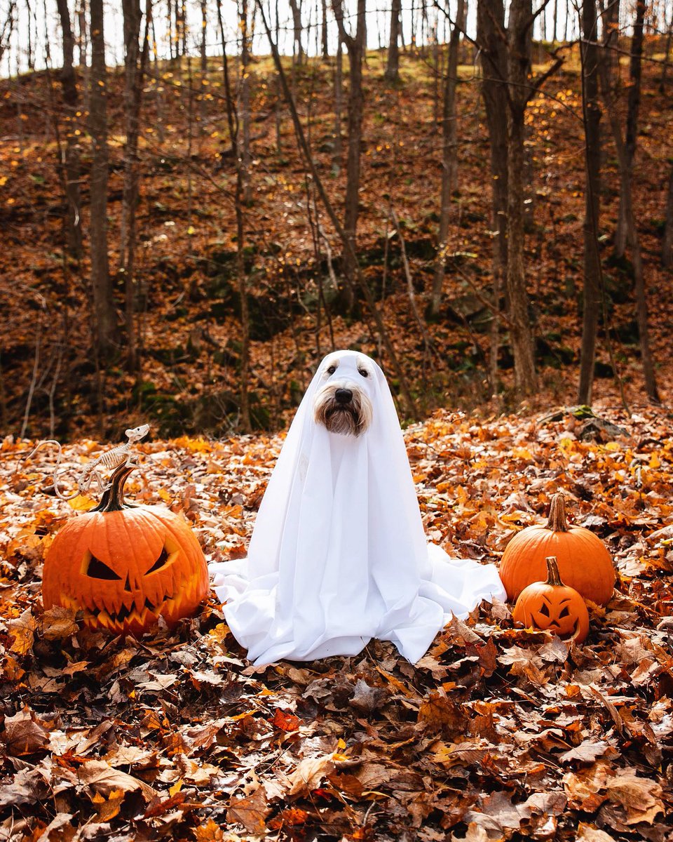 OctobersLeavess's tweet photo. The best time of year is upon us. 🎃👻🕸🧡 https://t.co/zyOIhVfZl6