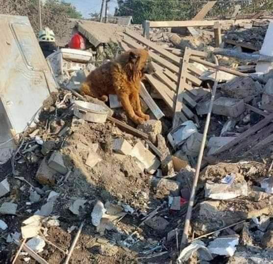EuromaidanPress's tweet photo. Mom Natasha took kids, 8 &amp; 12 yrs, away from war to safer place- Grandma's house

Today, 🇷🇺missile left 8*10 m crater in its stead. Granny, mom, son, daughter - whole family literally evaporated. Only old dog left on ruins, howling, deaf&amp; blind from strike https://t.co/LCCzPYTP1T https://t.co/zaHohcCnvg