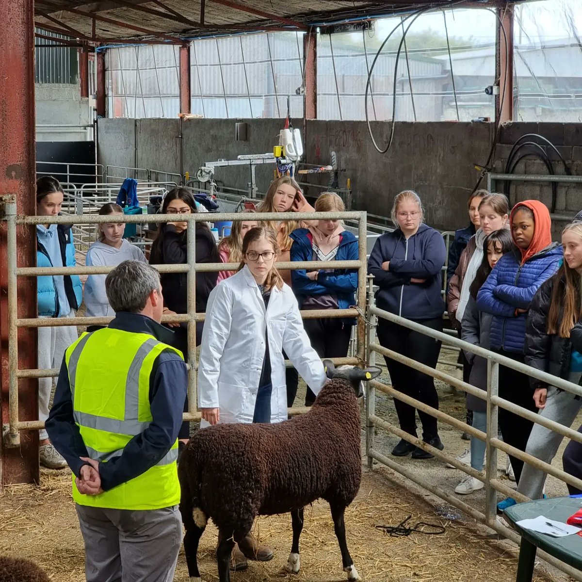 conroyfarmtours's tweet photo. Dominican College Galway, Taylor's Hill TY: Part 1
We had the pleasure of hosting 90 Transition Year students from Taylor's Hill over the past two days. They got a real 'hands on' feel of the day to day activities on a working Irish farm. 
@dominicangalway @AgScience https://t.co/Q7eEr0vHS6