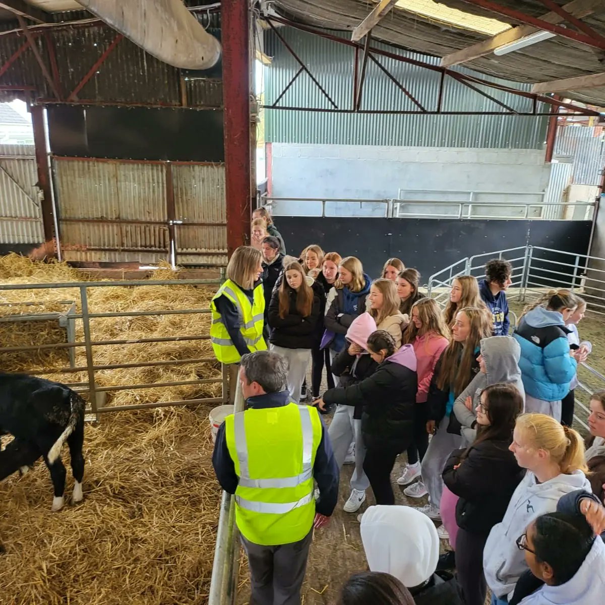 conroyfarmtours's tweet photo. Dominican College Galway, Taylor's Hill TY: Part 1
We had the pleasure of hosting 90 Transition Year students from Taylor's Hill over the past two days. They got a real 'hands on' feel of the day to day activities on a working Irish farm. 
@dominicangalway @AgScience https://t.co/Q7eEr0vHS6