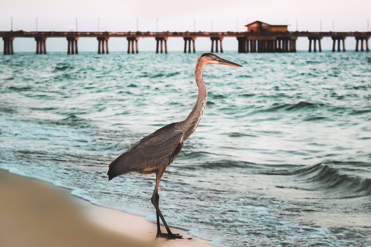 itslucasb's tweet photo. How majestic 
#birdphotography #PHOTOS #photography #wildlifephotography #ThursdayThoughts #nature https://t.co/gSIbF29bvY
