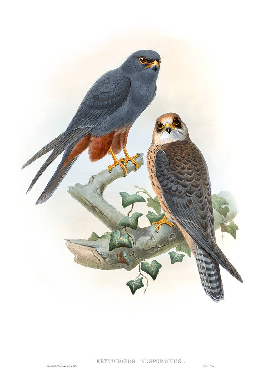 Red-footed falcon. John Gould &amp; H. C. Richter, from The Birds of Great Britain, vol. 1 by John Gould, London, 1873 oldbookillustrations.com/illustrations/…
