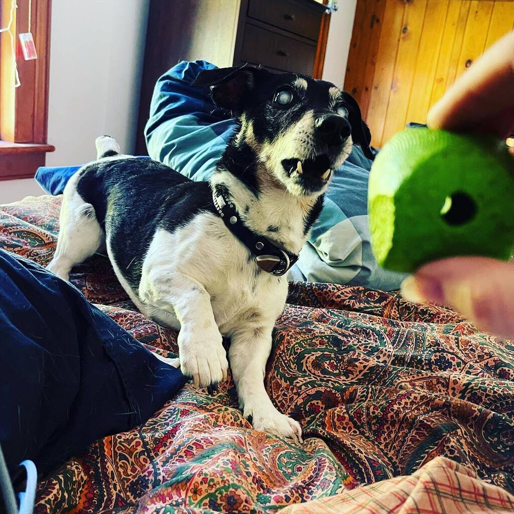 alexaclark's tweet photo. Missed this one while I was visiting mom. She missed the ball.
.
.
.
#PixieMbh #letsplayball #throwit #jackrussellterrier #jrt🐶 #jrtmoments https://t.co/lFrLB88ojg