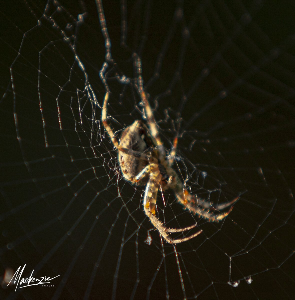 mackenzieimages's tweet photo. #spider #spiderweb #bainbridgeisland #photography #PhotoOfTheDay #Seattle #komonews My apologies to those who have a total fear of these little creatures, but for those who enjoy seeing them and the unique webs they create. These have been identified as the European Cross Spider. https://t.co/1aFQl642N0