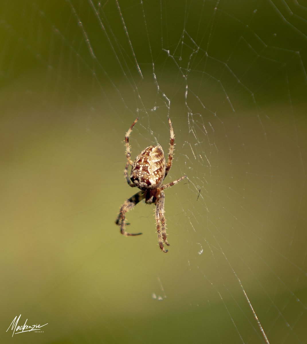 mackenzieimages's tweet photo. #spider #spiderweb #bainbridgeisland #photography #PhotoOfTheDay #Seattle #komonews My apologies to those who have a total fear of these little creatures, but for those who enjoy seeing them and the unique webs they create. These have been identified as the European Cross Spider. https://t.co/1aFQl642N0