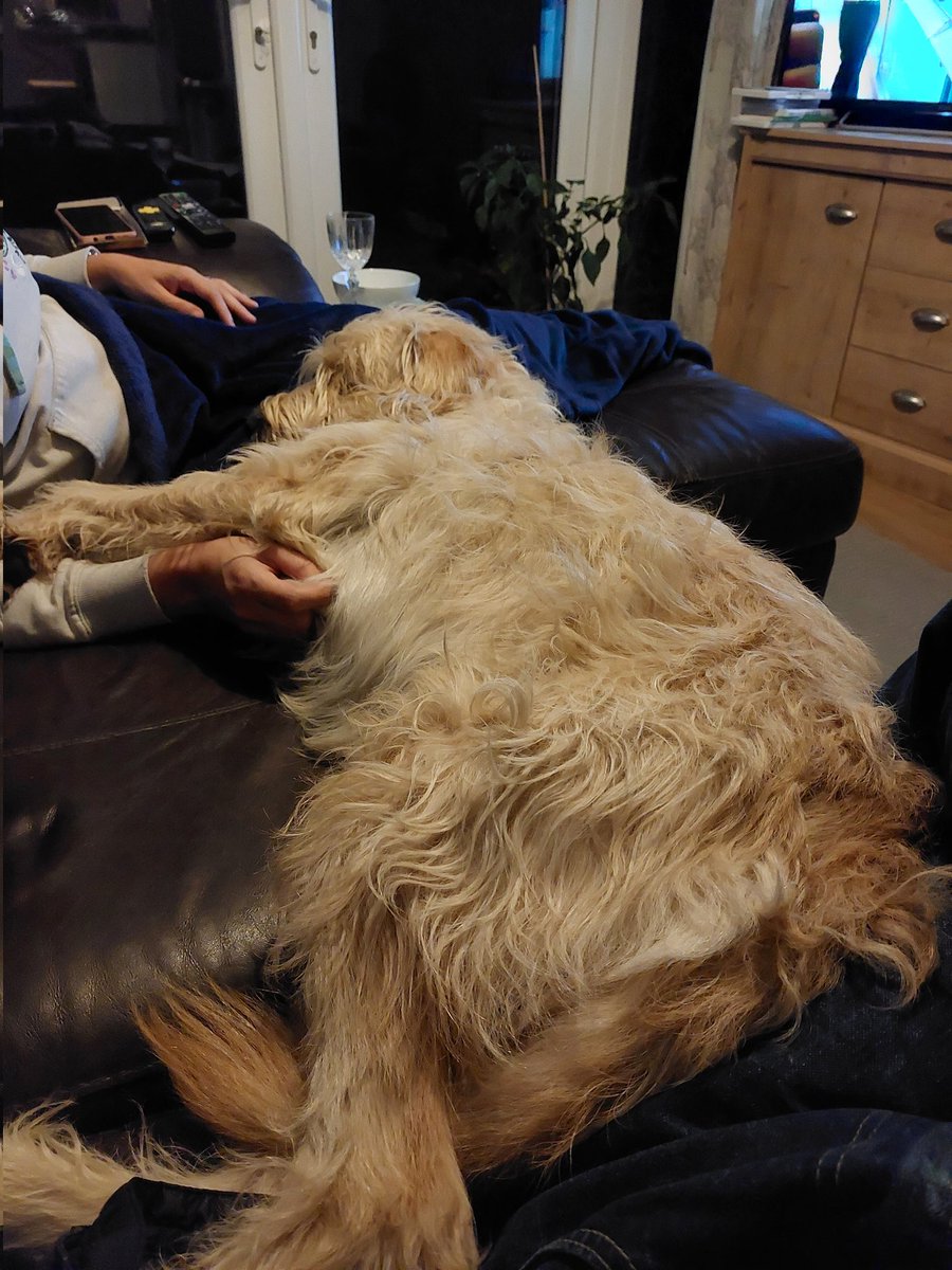 BenJacksonTP's tweet photo. Every night now around this time Frazzle just arrives on the sofa and dozes while Mrs J and I give him tummy rubs and gentle scritching. Usually about 30 mins does it. #lifeofreilly https://t.co/0FFgD4vzvX