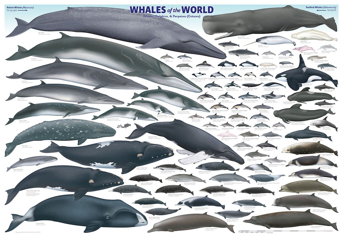 AWhaleADay's tweet photo. How many whale species do you know?

Turns out there is quite a lot. https://t.co/nIMZqjdmZ2