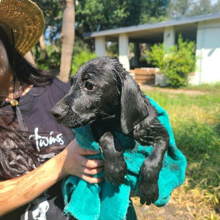 Most days, AFD rescues people, but sometimes they are called on to help furry friends. Earlier this month, firefighters and Animal Control staff helped to safely extract this puppy from the depths of a septic tank in Jim Wells County. <a href="/TEEXfire/">TEEX Fire & Emergency Response Training</a> <a href="/tamuvetmed/">Texas A&M VetMed</a>