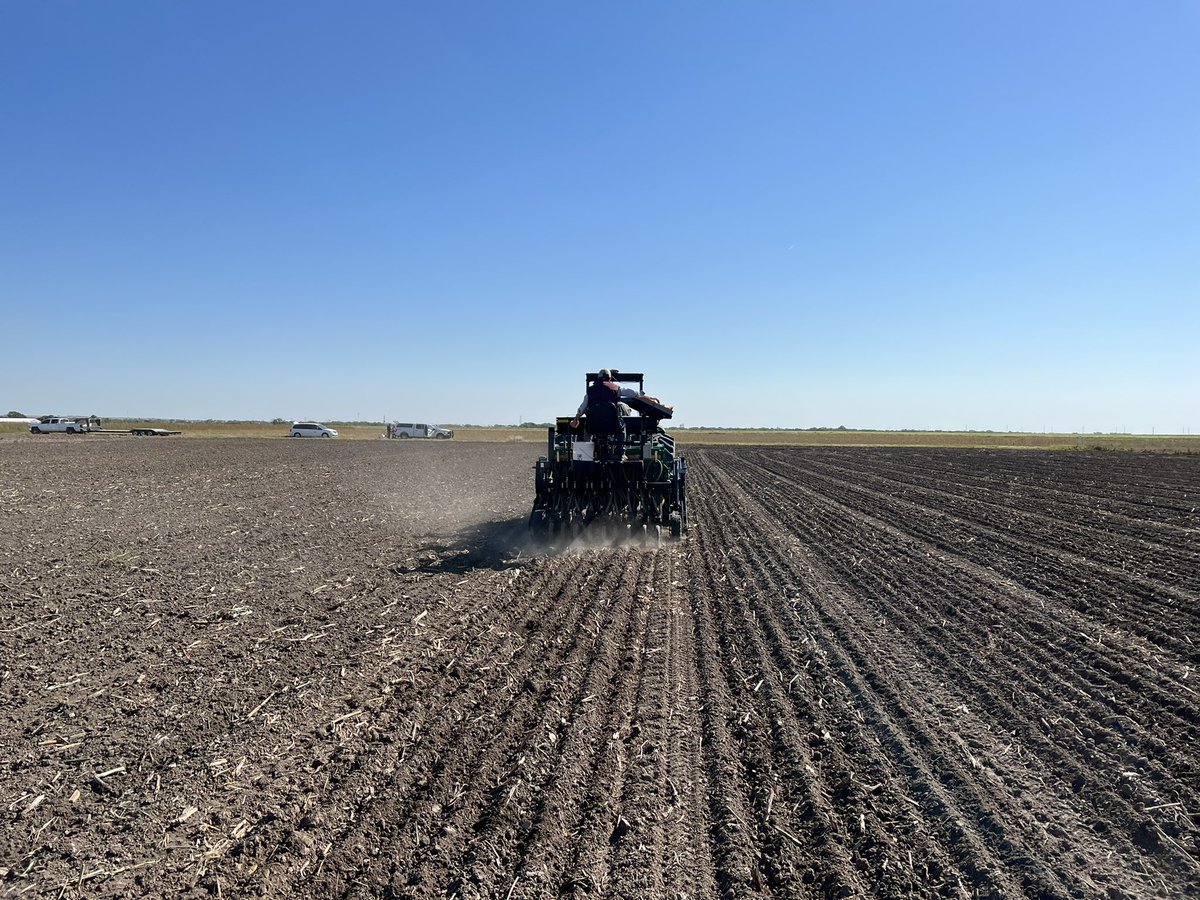 KSUWheat's tweet photo. Hundreds of #wheat variety x management plots down in Hays this morning! Great agronomy research by @KStateAgron in collaboration with @KansasWheat https://t.co/7ozfnNEHR3