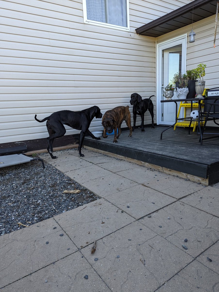 saltydogs's tweet photo. Love the fall. #vineYard life #winery #fallfire oh and them darn puppies. Lol. #dogsoftwitter #greatdane https://t.co/588xJEEJHw