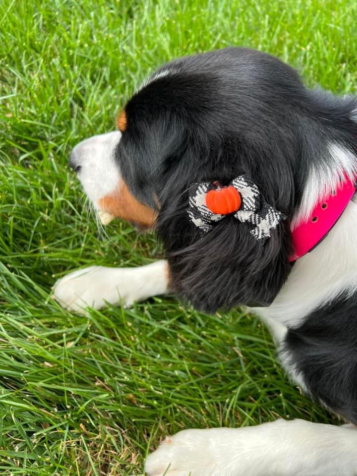 Heidi’s first haircut ✂️