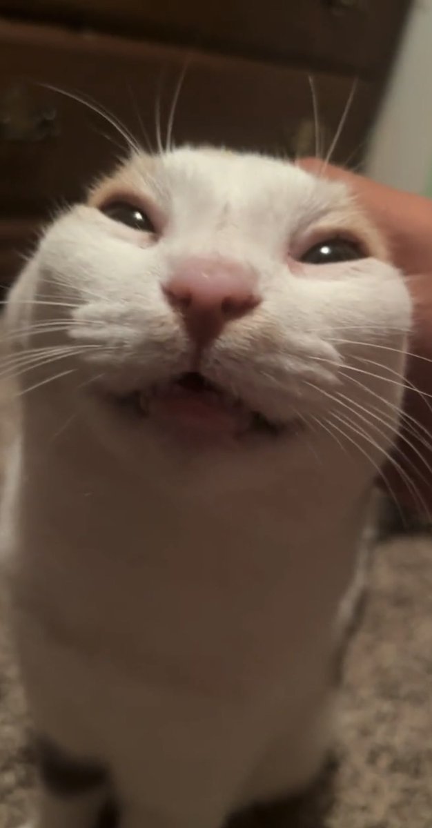 CatsHeld's tweet photo. https://t.co/LWuwuHh3uu