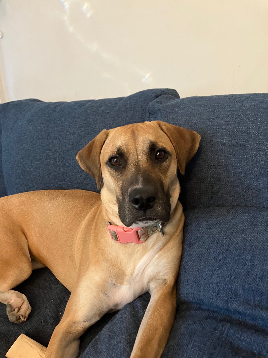 podojilinalia's tweet photo. Celebrating National Sofa Day!! (Sorry about the dog.)  #nationalsofaday #natsof2022 https://t.co/Ls5KHIq1g7