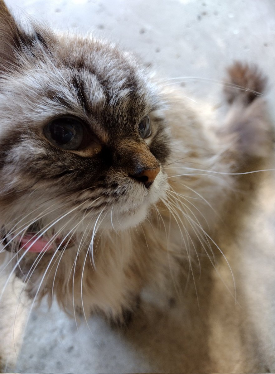 GizmoWithHeart's tweet photo. #Tiki, #Gizmo 's big sis... Almost 15 yo! We missed #whiskerswednesday so this is our makeup pic. #catslover #CatsOnTwitter #CatsofTwitter #olblueeyes https://t.co/ybd81jRNrd