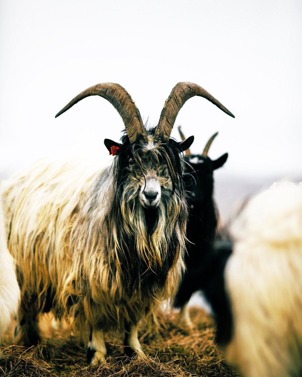 AAXXIOOMM's tweet photo. I remember @armyofgoatsnft amidst our group of  poets and musicians. It has been cathartic, watching us grow over the course of the past eleven months. And throughout it all Stan has always been humble. Hosting time and space for others. Truly the GOAT. #NFTCommunity #web3 #nfts https://t.co/d3tSiU1Nn8
