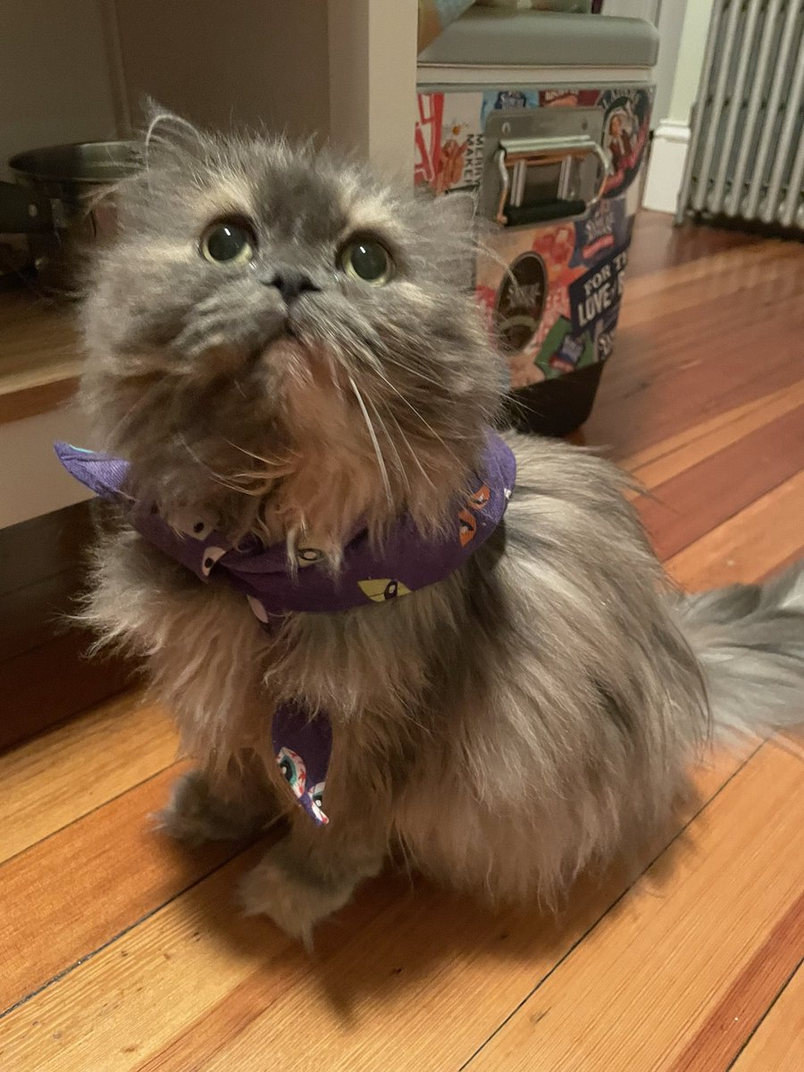 hellomaggieo's tweet photo. @AmandaTheHerder Not a dog, but my cat got a new bandana https://t.co/51dcDcJxzt