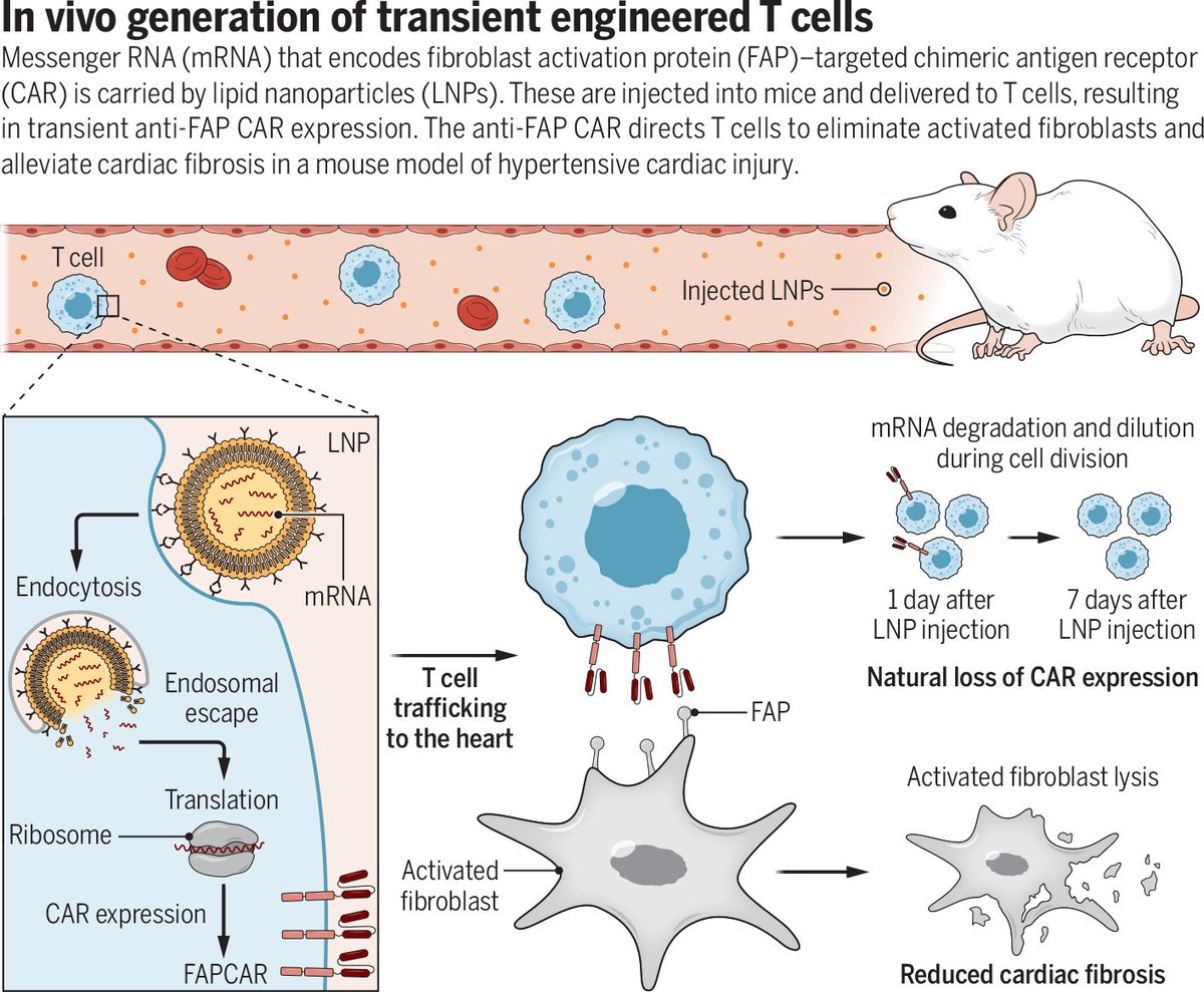 ScienceMagazine's tweet photo. A novel immunotherapy strategy using in vivo generation of engineered CAR T cells can reduce fibrosis and restore cardiac function in a mouse model of heart failure, researchers reported earlier this year in Science.

Learn more on #WorldHeartDay: https://t.co/Ykp9kC5xbX https://t.co/CZ1a5h9Fvk