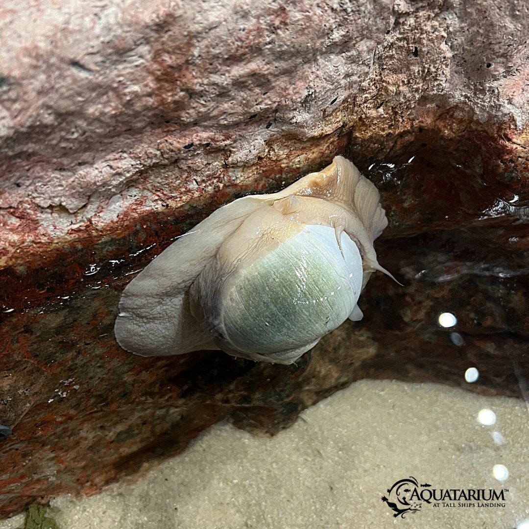 AQAquatarium's tweet photo. We invite you to take in the beauty of our #MoonSnail

Our Moon Snails tend to burrow themselves into the bottom of their enrichment &amp; move about. Today they decided to take the HIGHWAY. 🐌 

#Snails #snaillife  #saltwateraquarium #aquatic #marinelife #conservation #snailshell https://t.co/7gm5fzhXV9