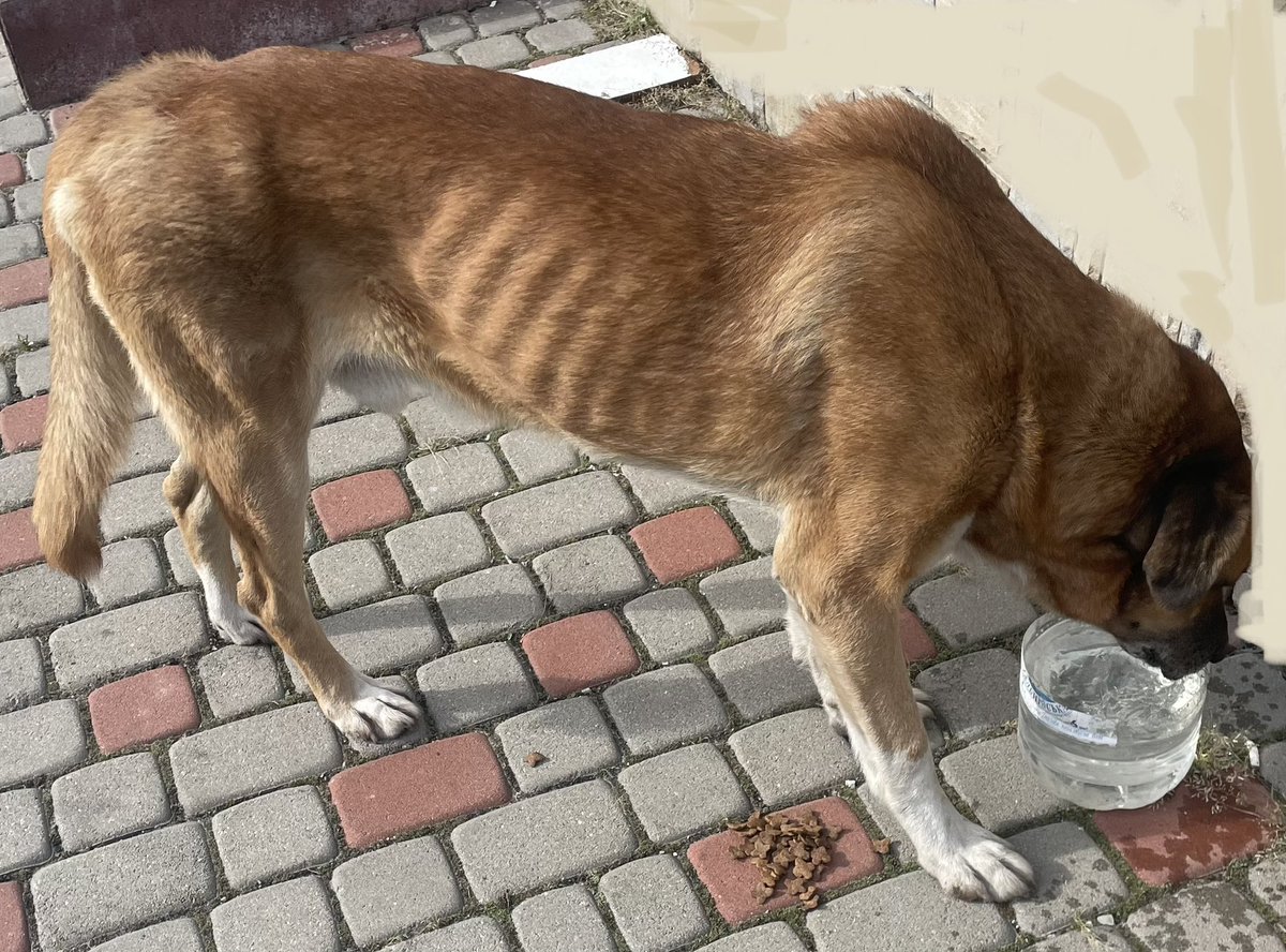 На Харківщині, до нас прийшов великий рудий пес. Худющий і страшенно втомлений. Він плакав. По-справжньому, як людина. Підходив, впирався головою в людей і плакав.