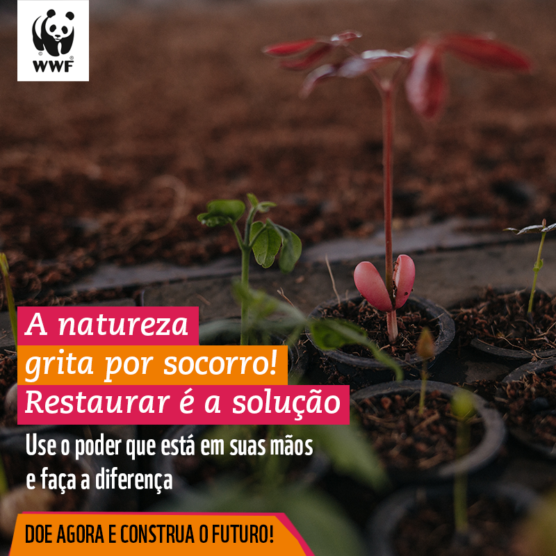 wwfbrasil's tweet photo. Ajude a dar um basta na destruição e venha construir o futuro com a gente. A restauração é a única maneira de fazer garantir o amanhã. Se você quer que o planeta sobreviva, agir é urgente. #ÉTempoDeRestaurar! Apoie nosso trabalho e faça parte dessa mudança!