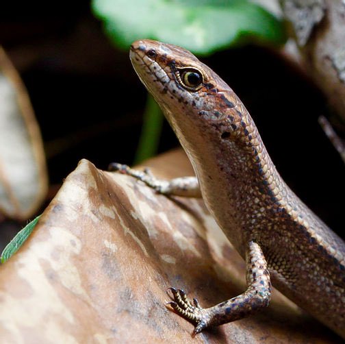 Jack Brand (@jackandrewbrand) on Twitter photo New paper from my PhD out in Oecologia! We find that the social context mediates the expression of animal personality traits in the delicate skink. Big thanks to <a href="/annieNaimo/">Annie Naimo</a> <a href="/mrmic1/">Marcus Michelangeli</a> <a href="/Martin_J_M_34/">Jake M Martin</a> Andrew Sih <a href="/BBM_Wong/">Bob Wong (@bbmwong.bsky.social)</a> & <a href="/chapple_lab/">ChappleLab</a>. Check it out here 👉 doi.org/10.1007/s00442… New paper from my PhD out in Oecologia! We find that the social context mediates the expression of animal personality traits in the delicate skink. Big thanks to <a href="/annieNaimo/">Annie Naimo</a> <a href="/mrmic1/">Marcus Michelangeli</a> <a href="/Martin_J_M_34/">Jake M Martin</a> Andrew Sih <a href="/BBM_Wong/">Bob Wong (@bbmwong.bsky.social)</a> & <a href="/chapple_lab/">ChappleLab</a>. Check it out here 👉 doi.org/10.1007/s00442…