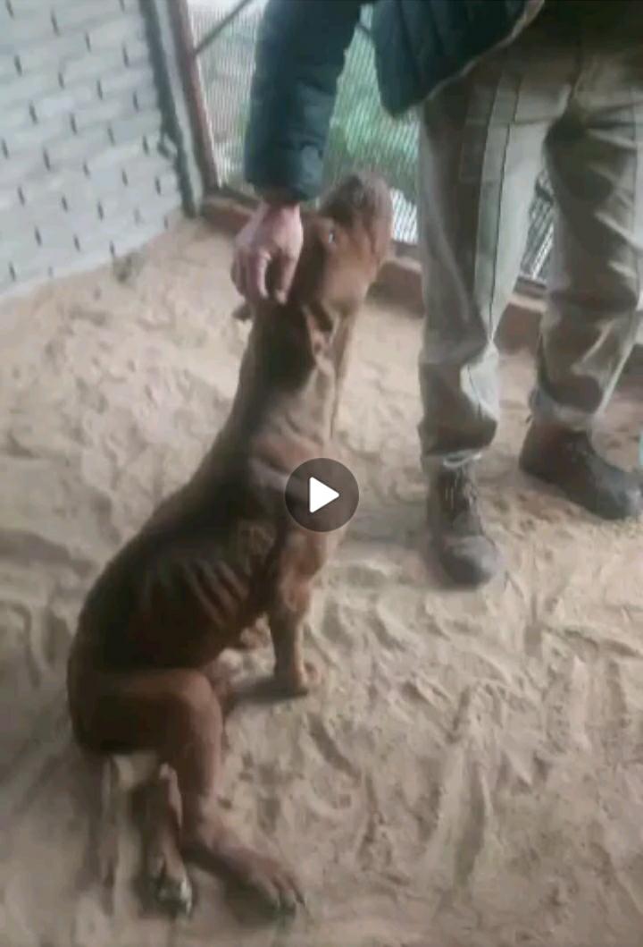 lavozdelosotros's tweet photo. SE ACUERDAN DEL PITBULL TIRADO EN UN ARROYO EN FERRARI-MERLO LA SEMANA PASADA!! NOVEDADES: LO RESCATO CINTIA SALAZAR @zoo_refu, NECESITA MADRINAS/PADRINOS.  https://t.co/W9sdGPY9xC https://t.co/mwbyib6WMI