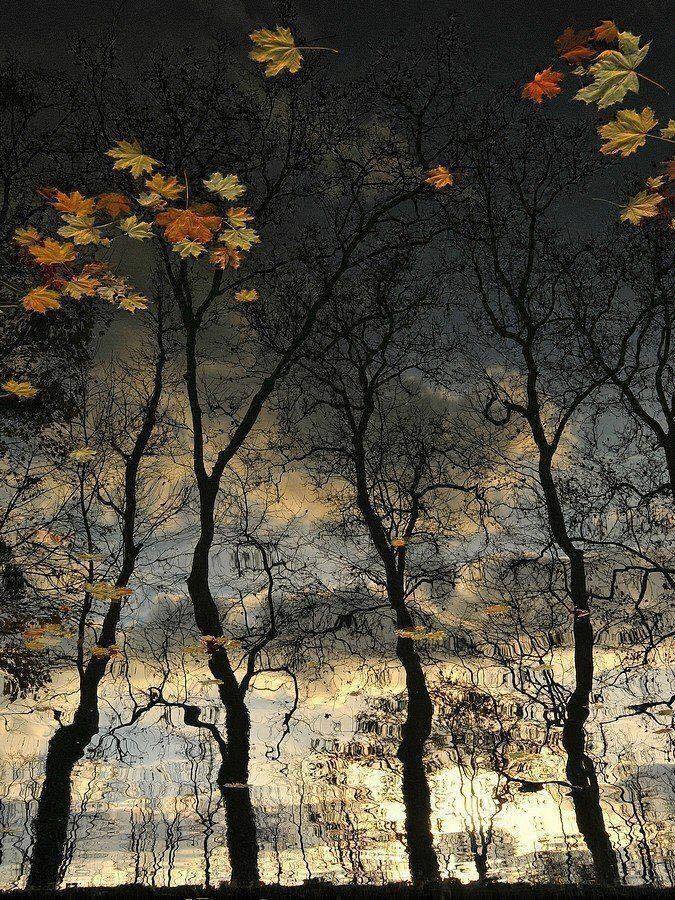 HossainNilofar's tweet photo. “Autumn is a second spring when every leaf is a flower.”

― Albert Camus

© Silena Lambertini https://t.co/YGTReyPaAd