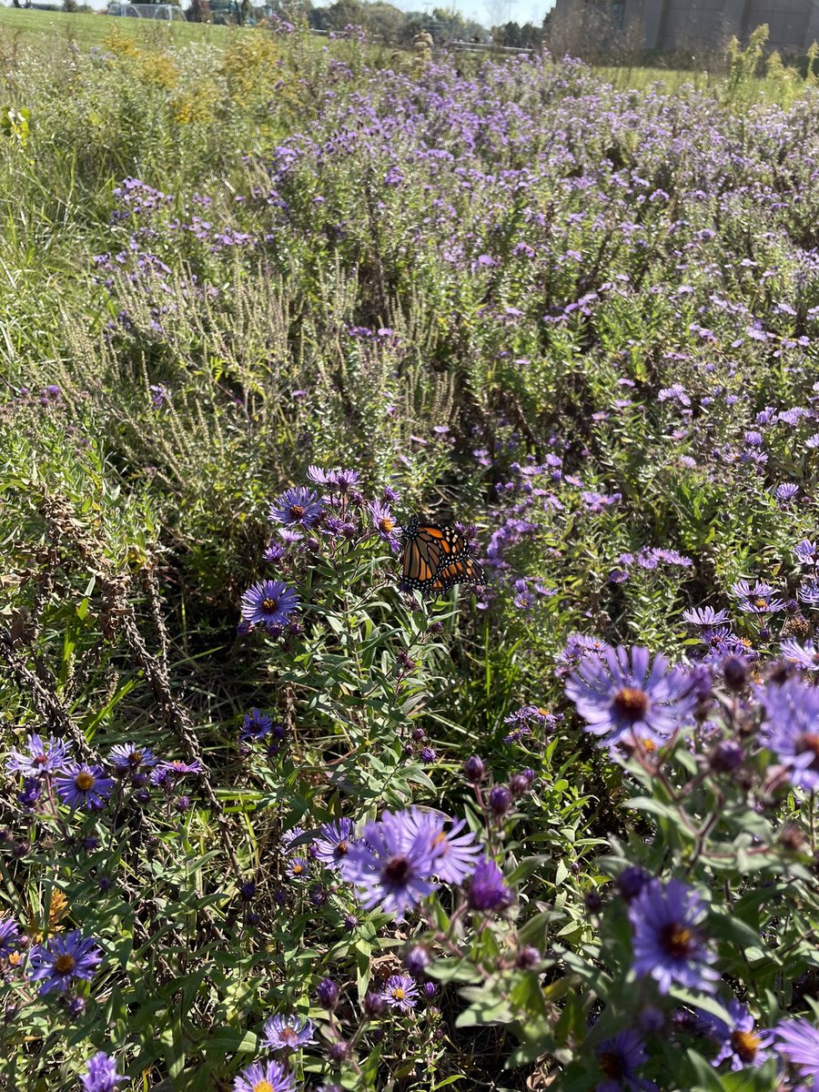 EGHS Pollinator Garden tweet media